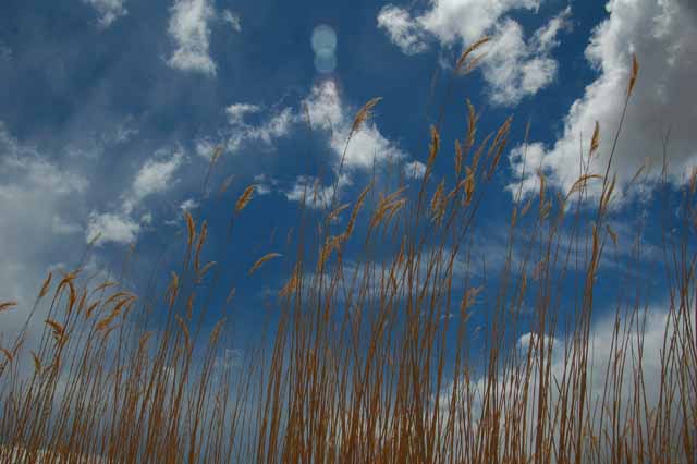 wheat reeds near the Pleasant Valley area